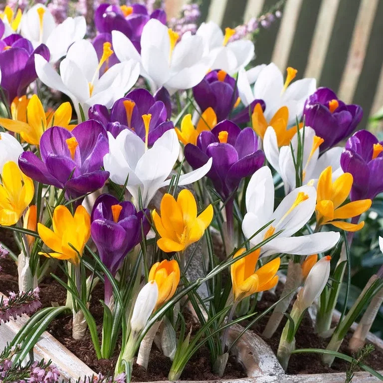 Crocus vernus Krokus miks ØKO