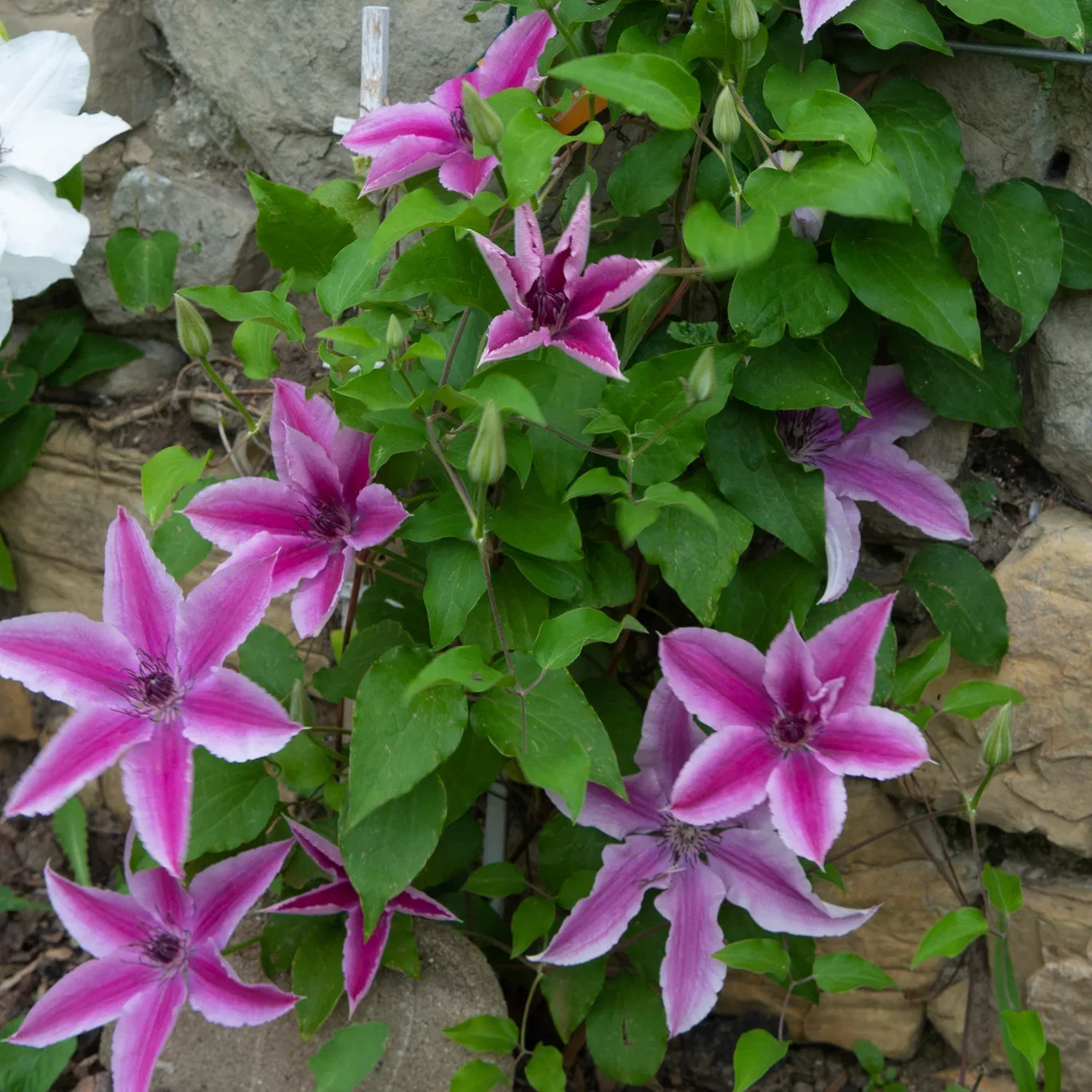 Clematis BOULEVARD® YUAN™ ('Evipo082') Klematis BOULEVARD® YUAN™ Ø15 cm