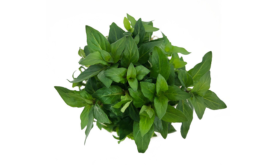 Waterplant Staurogyne Repens in-vitro | Aquariumplant