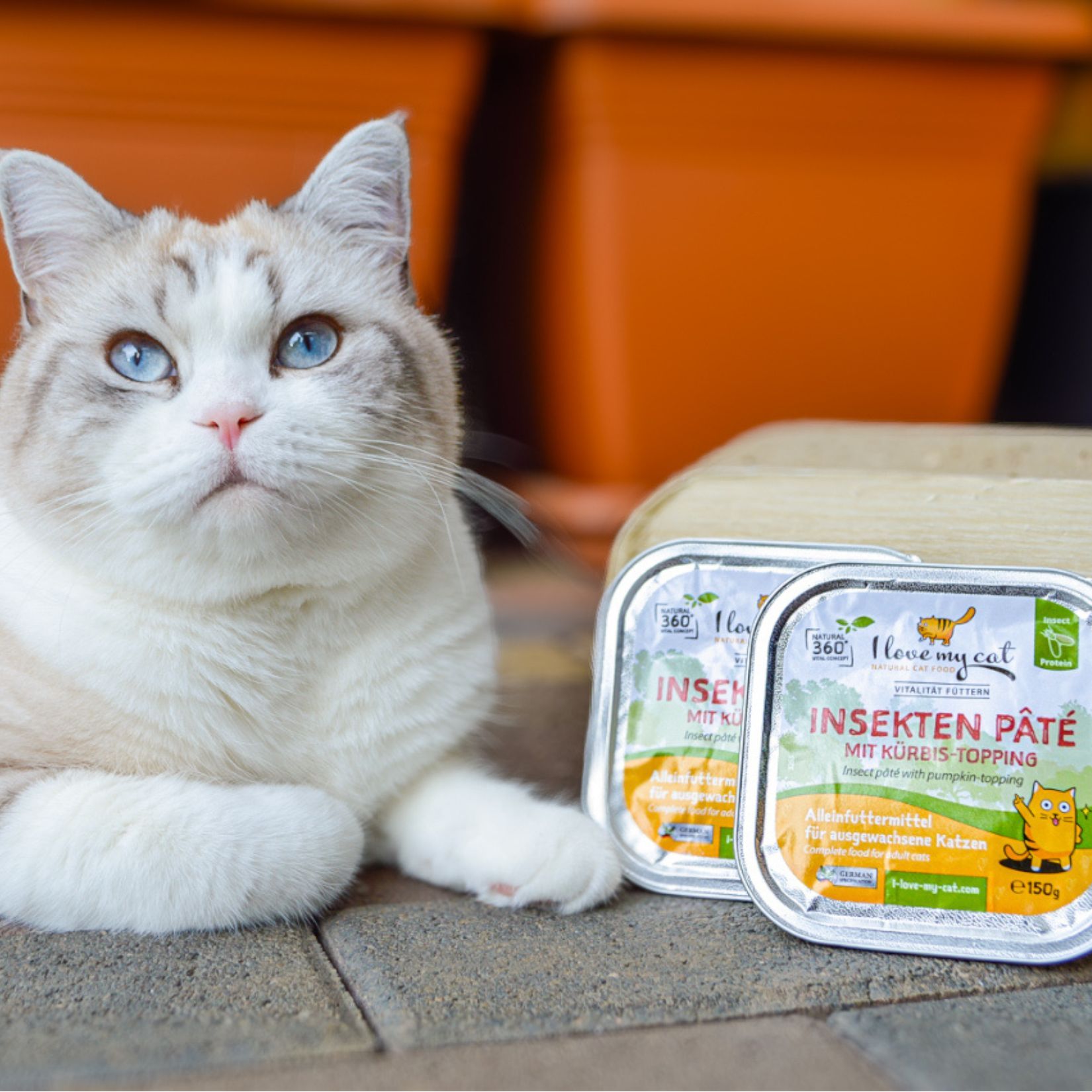 Insekten Pate mit Kürbis-topping I love my cat
