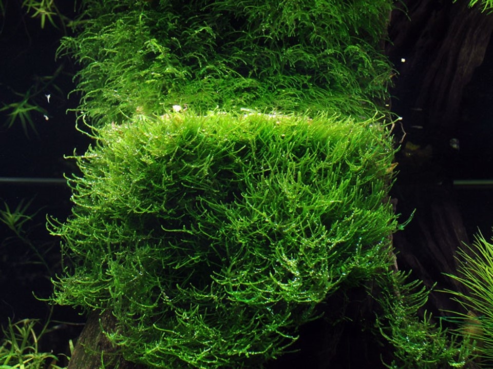 Waterplant Taxiphyllum Barbieri Bogor Moss