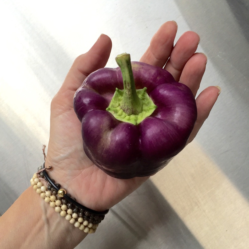 Sachet de graines de piment poivron purple bell - sachet de 0,5 grammes - petite entreprise française - made in france
