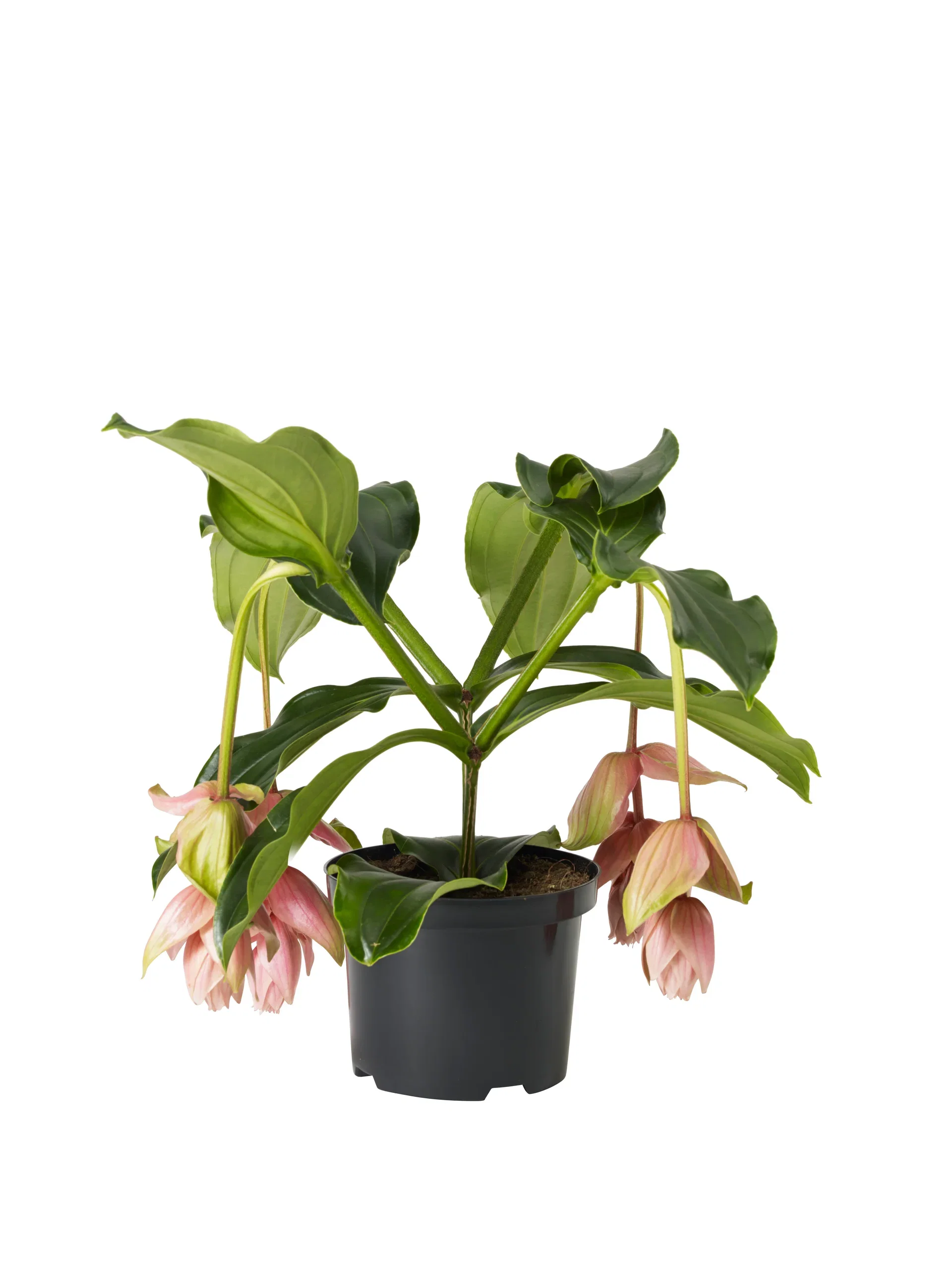 Medinilla magnifica Praktmedinilla Høyde 60 cm