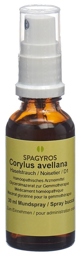 Spagyros Corylus avellana 1 D<br>30 ml, Spray, Glycerinmazerat