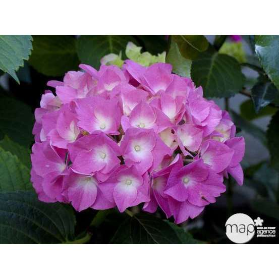 Hydrangea macrophylla 'Rosita', ctr 15 L (rose)