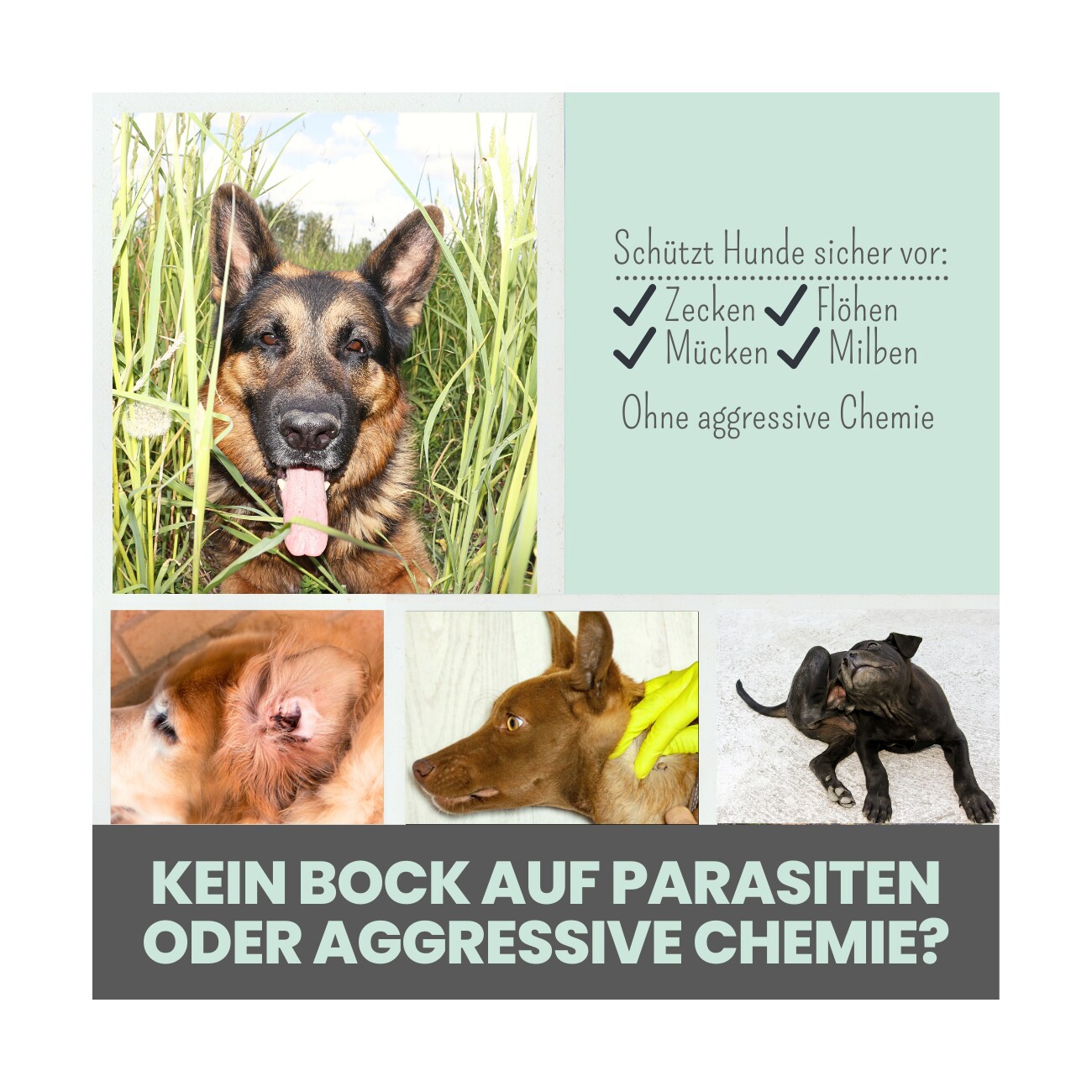 noms+ Zpray für Hunde gegen Zecken, Flöhe, Milben & Mücken 100ml