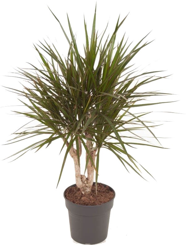 Drakenbloedboom (Dracaena marginata) D 21 H 80 cm