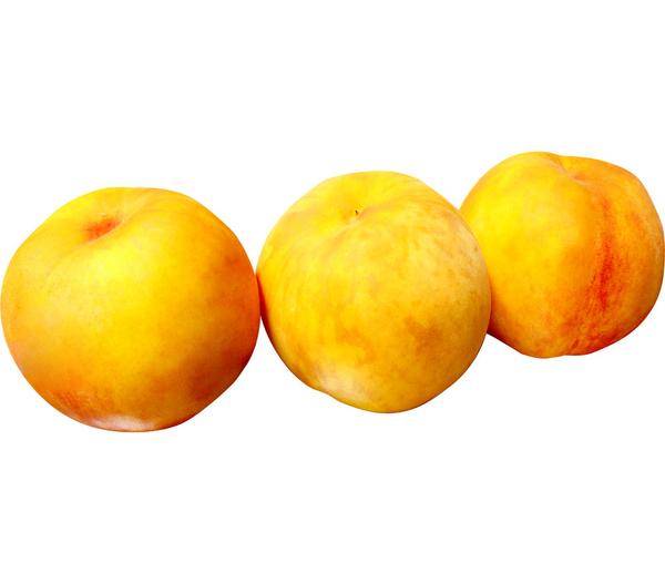 Pfirsich 'Suncrest'