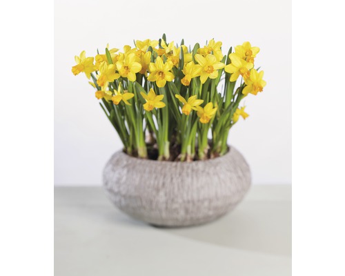 Narcis, Paasklok FloraSelf Narcissus pseudonarcissus 'Tete a Tete' Ø 12 cm pot