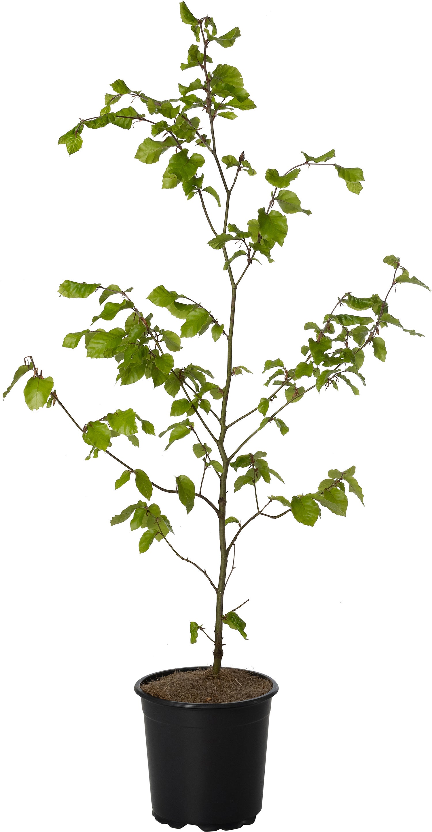 Beuk (Fagus sylvatica) D 17 H 60 cm