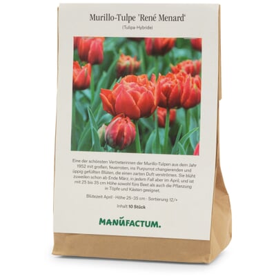 Blumenzwiebeln Murillo-Tulpe 'René Menard'