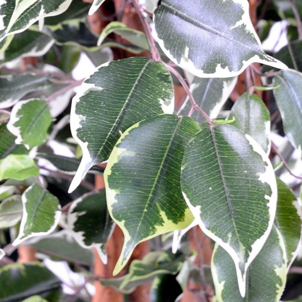 Ficus exotique factice multitroncs naturels en pot h180cm blanc-vert - choisisse