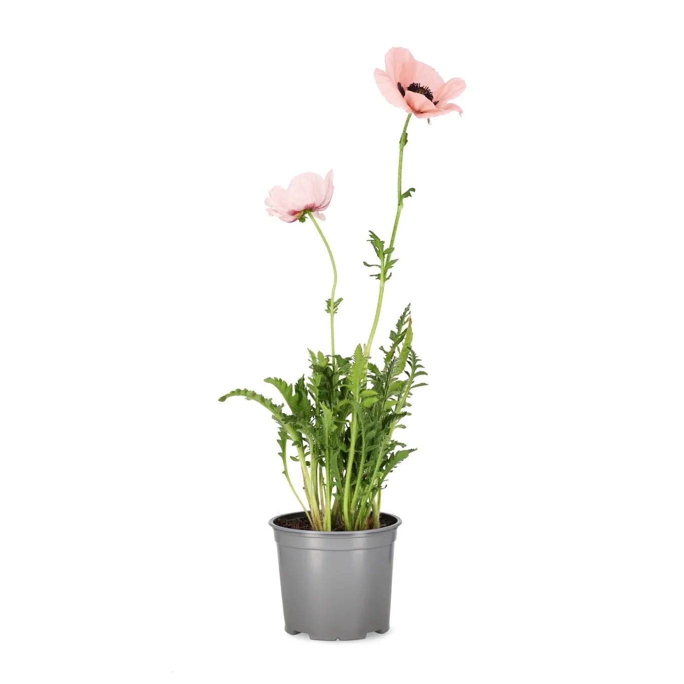 Papaver (Orientale-Group) Orientvalmue Ø17 cm