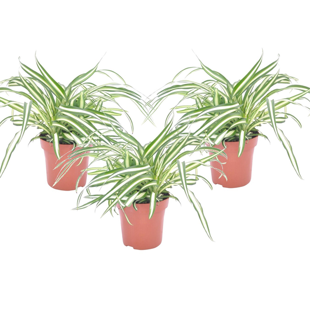 Chlorophytum - 3