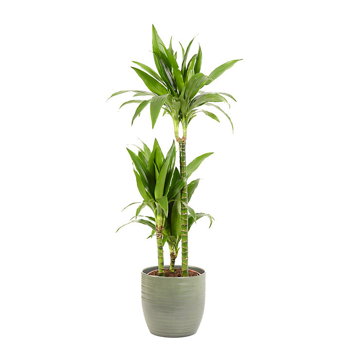 Dracaena janet craig 21cm avec cache pot rayures vertes