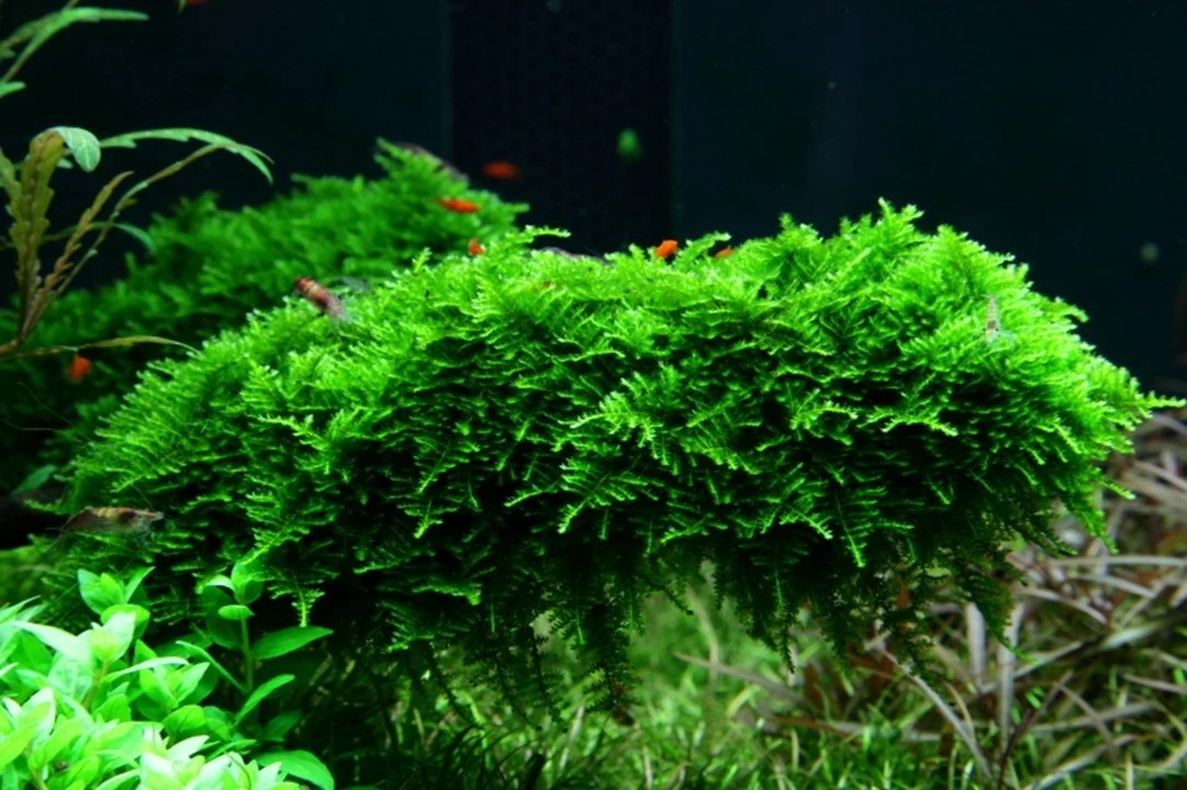 Waterplant Vesicularia Montagnei Christmas Moss