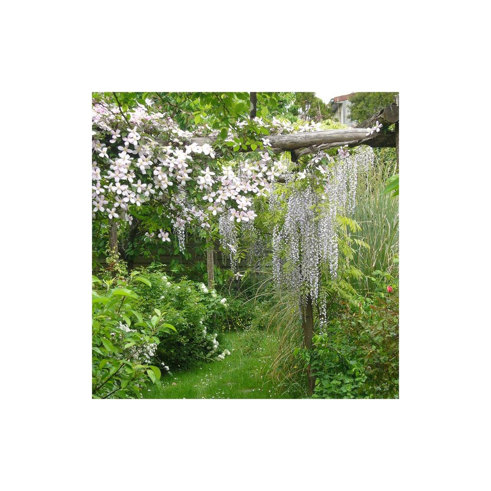 Glycine du japon floribunda/wisteria floribunda[-]pot de 1,5l - tuteur bambou 30/60 cm