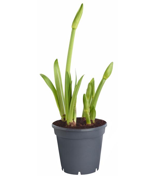 Amaryllis - Hippeastrum-Hybride 'Multiflora',