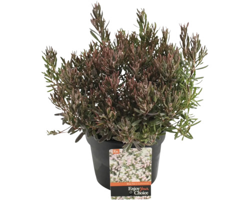 Lavendelheide 'Blue Ice' Andromeda polifolia 'Blue Ice' H 20-30 Co 2 L