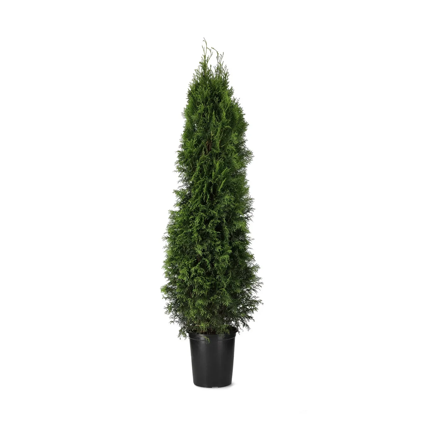 Thuja occidentalis 'Smaragd' Tuja 'Smaragd' Høyde 140-160 cm