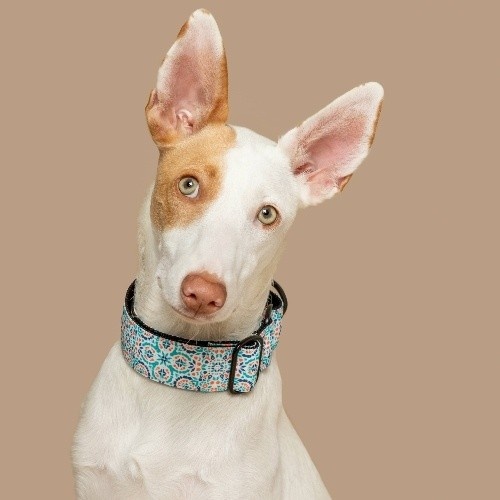 Coleira martingale para cães Baona Boracay em nylon reciclado multicolorido