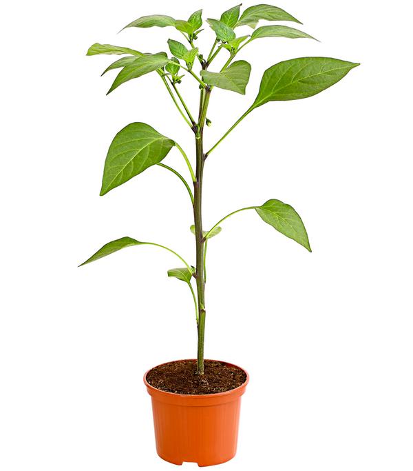 Chili 'Jalapeño'