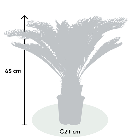 Palmier, Cycas Revoluta - pot D21cm
