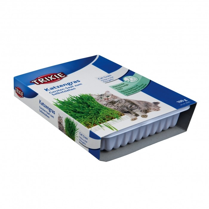 Herbe à chat