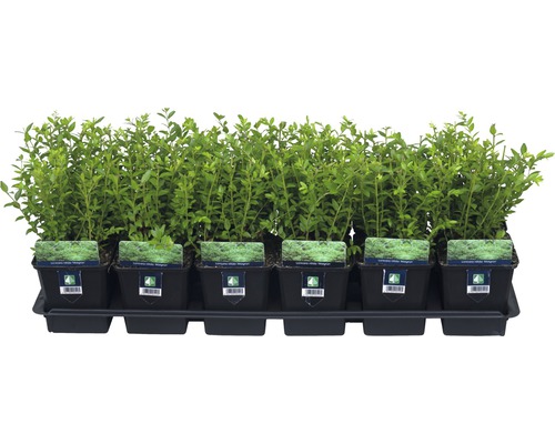 Kamperfoelie FloraSelf Lonicera nitida 'Maigrün' 15/20 scheuten Ø 9 cm pot
