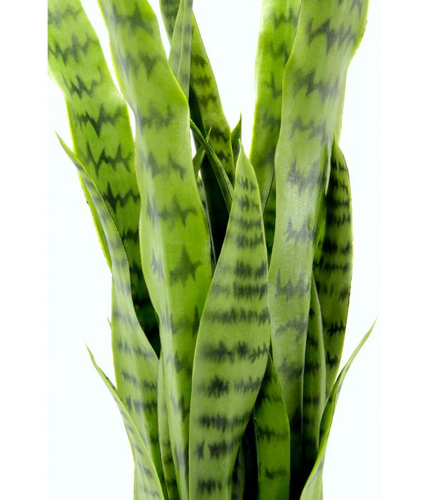 I.GE.A. Kunstpflanze Sansevieria im