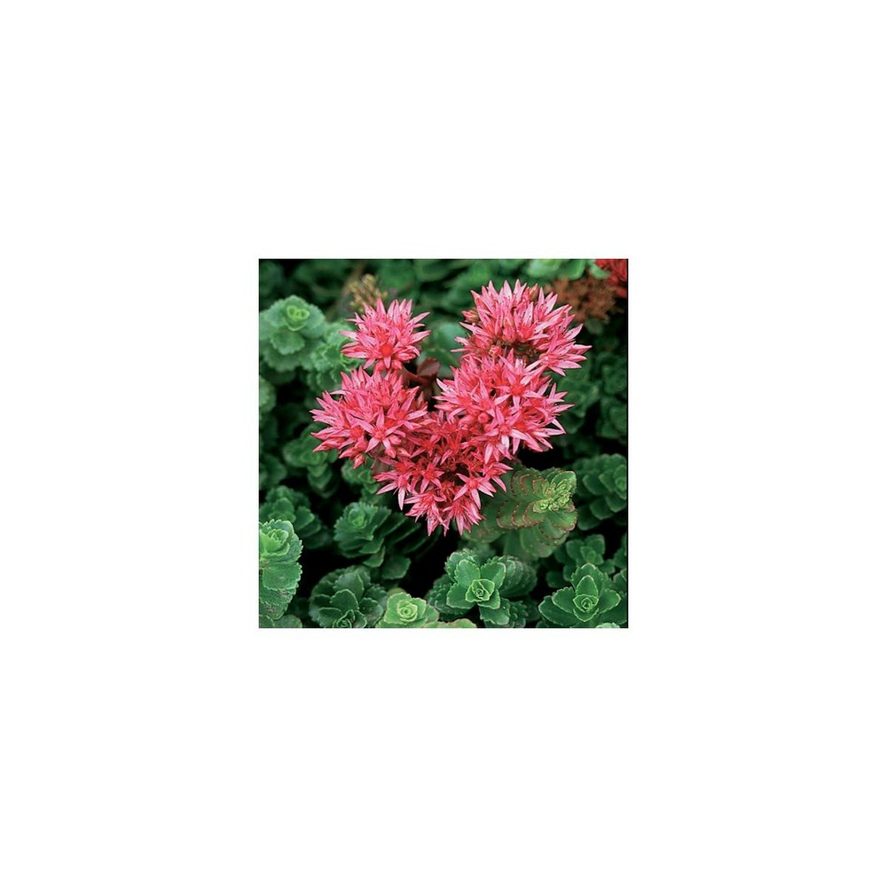 Orpin spurium summer glory/sedum spurium summer glory[-]godet