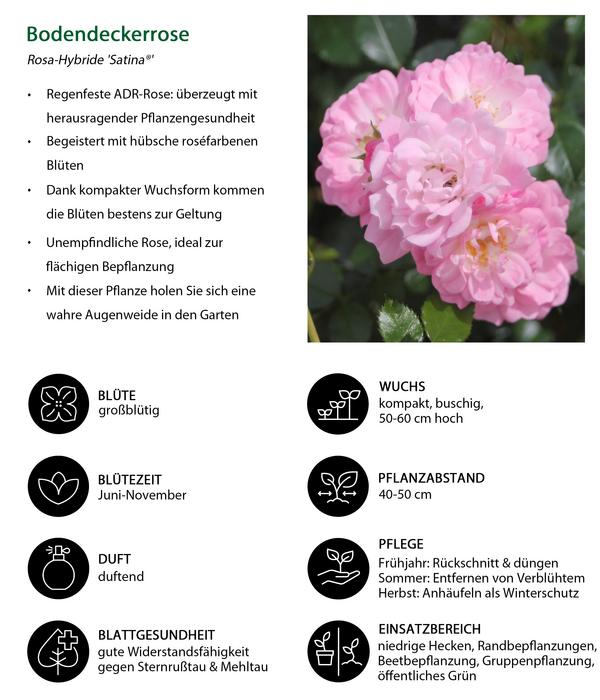 Bodendeckerrose 'Satina®'