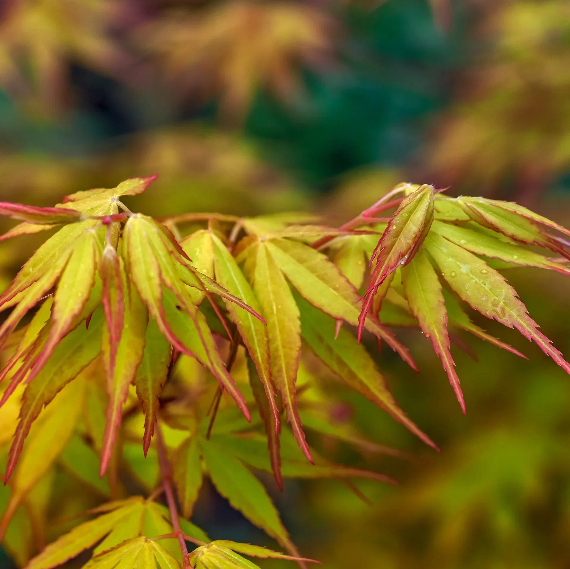 Acer palmatum 'Katsura' Viftelønn 'Katsura' Høyde 135 cm