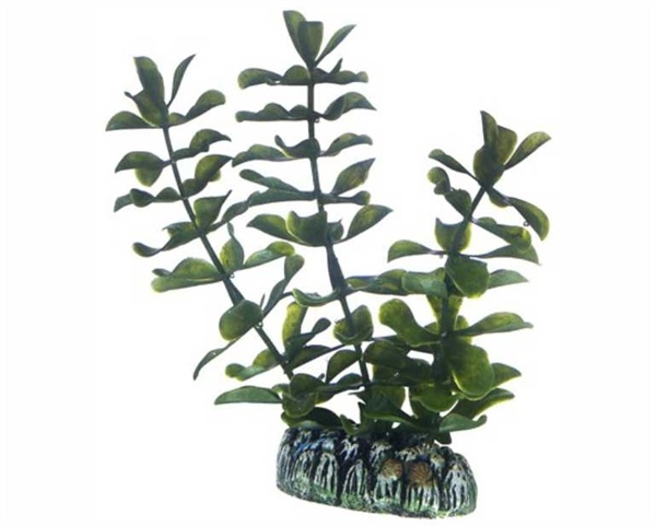 Hobby Plant Bacopa 13cm