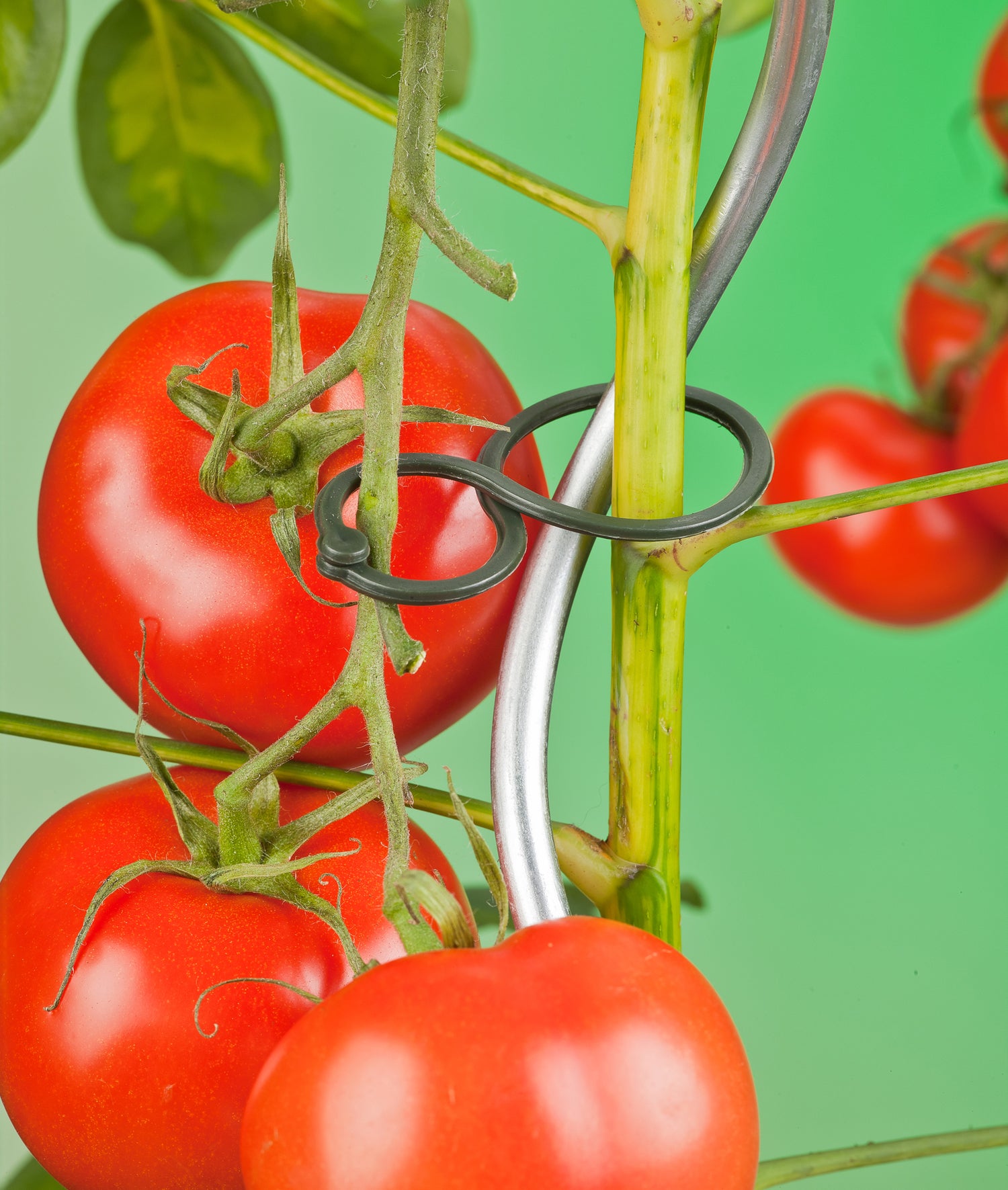 Nature tomatenringen D65mm 25 stuks