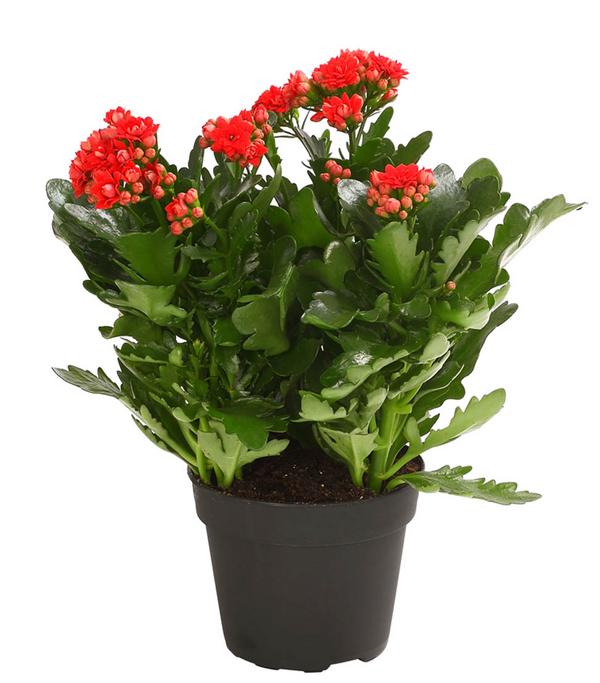 Flammendes Käthchen - Kalanchoe