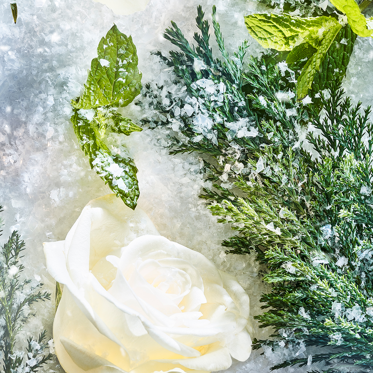 Isola Snow Parfum 50ml
