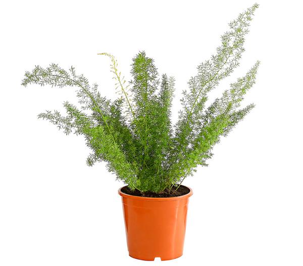 Fuchsschwanzspargel - Asparagus densiflorus