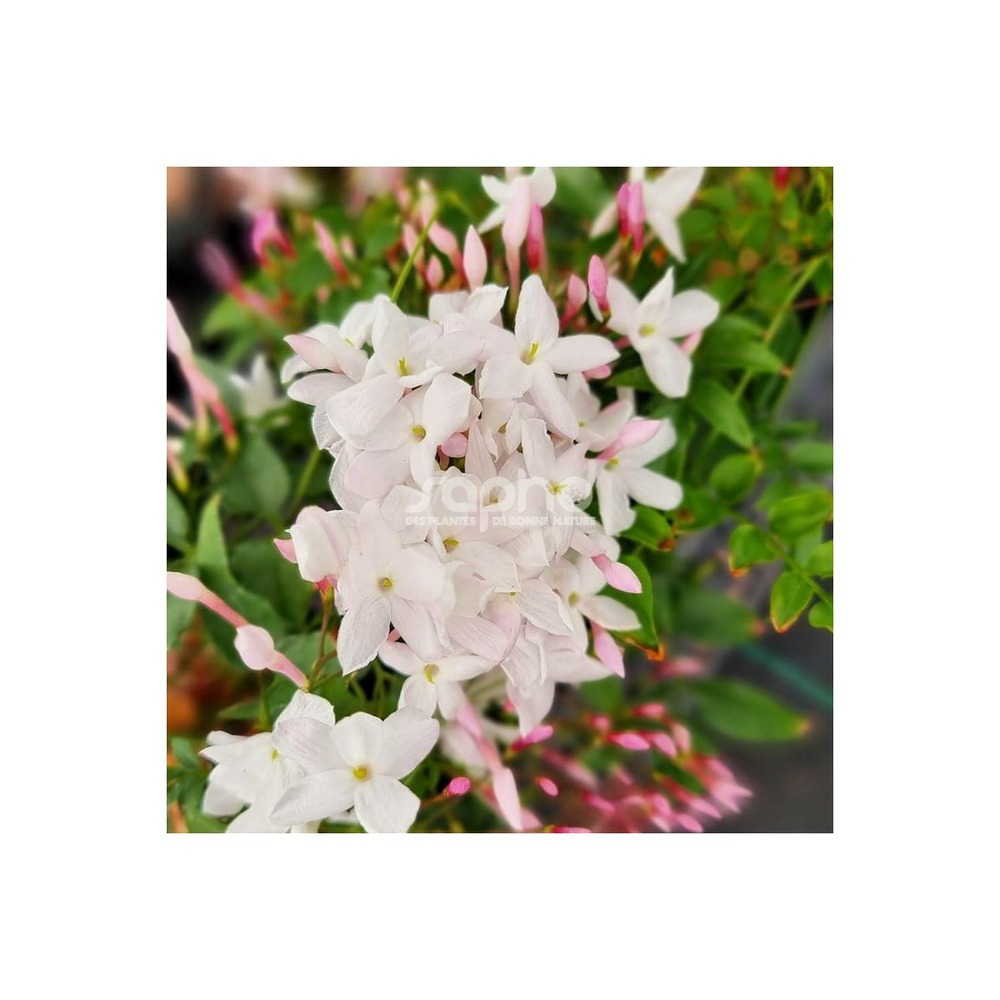 Jasmin starry® night 'mormin1201'/jasminum starry® night 'mormin1201'[-]godet - 5/20 cm