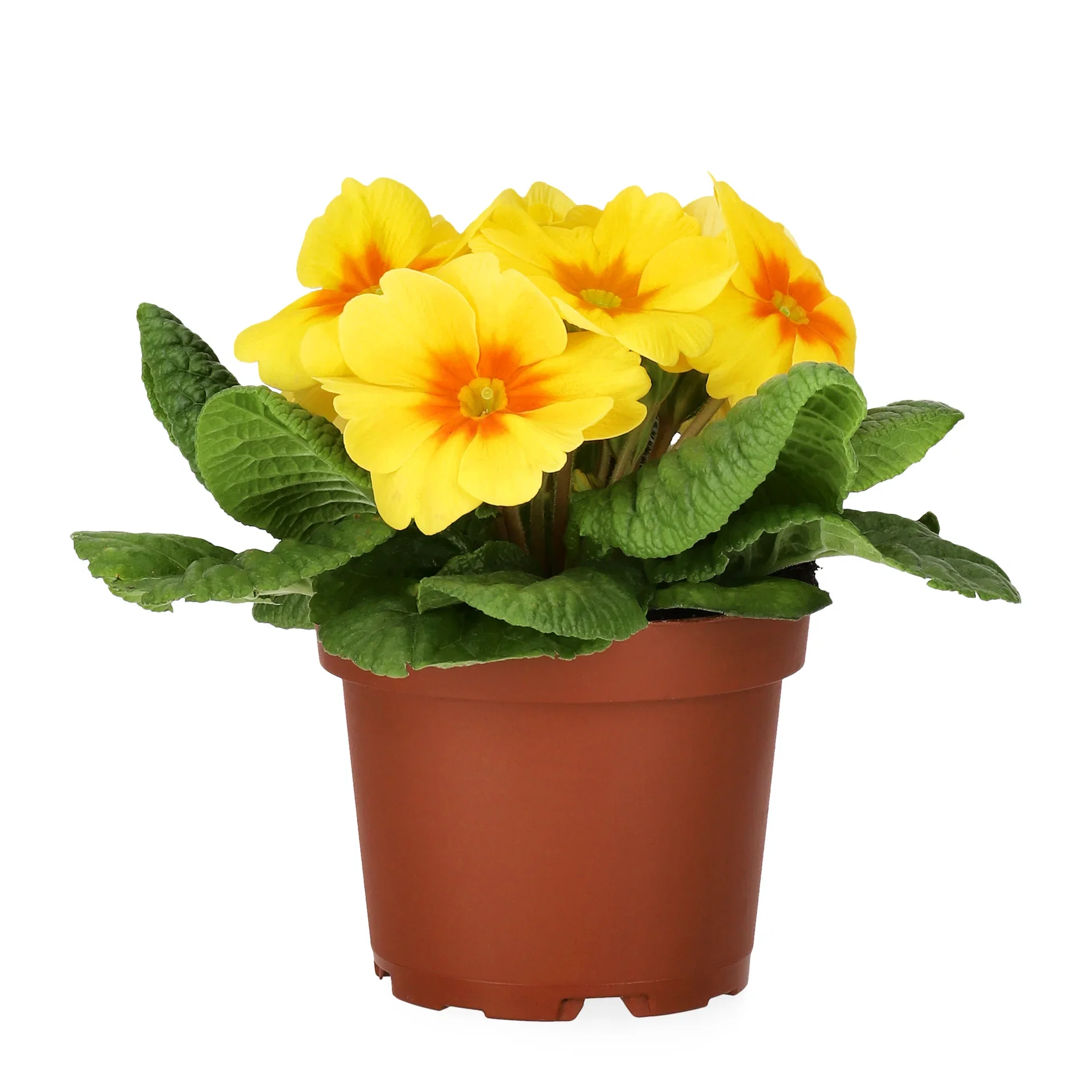 Primula vulgaris Yellow 10,5 cm Primula Ø10,5 cm