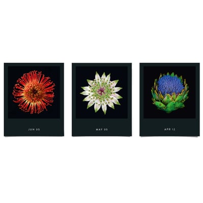 Jahreskalender Flamboyant Flowers