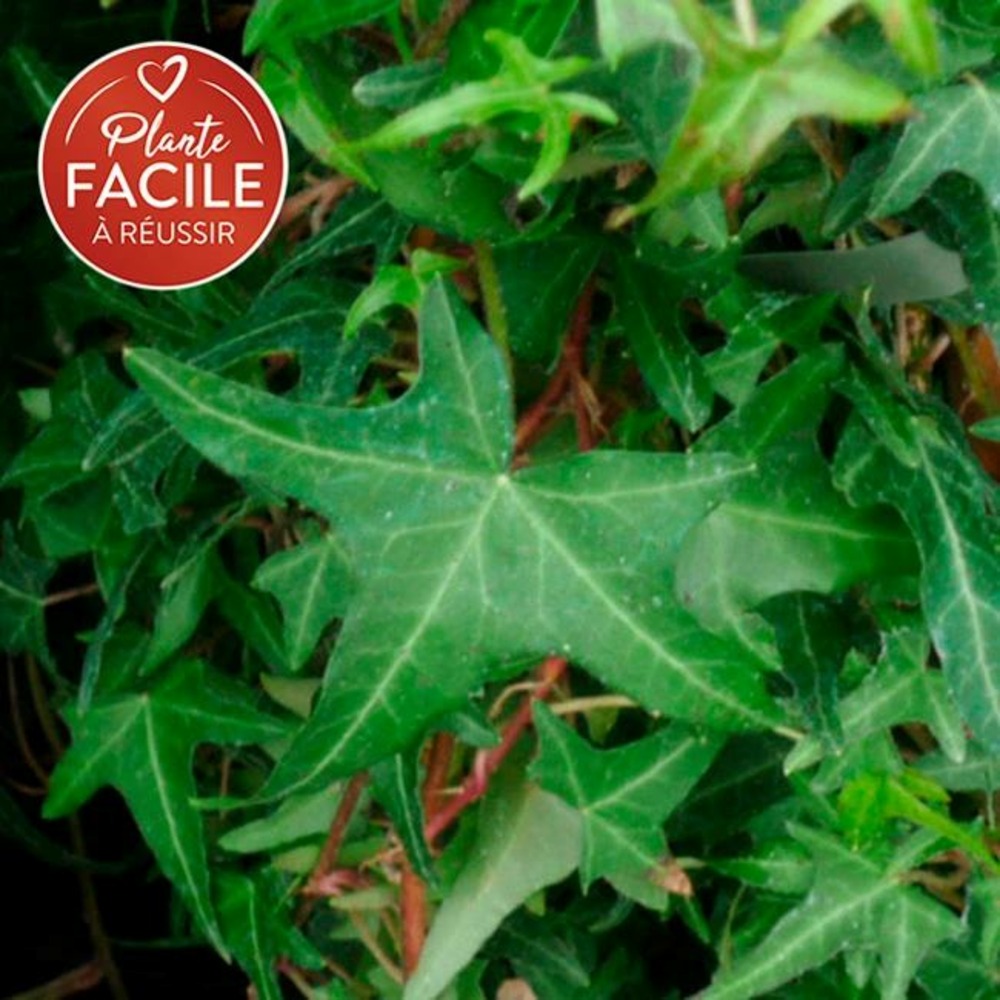Lierre commun sagittifolia - hedera helix 3l