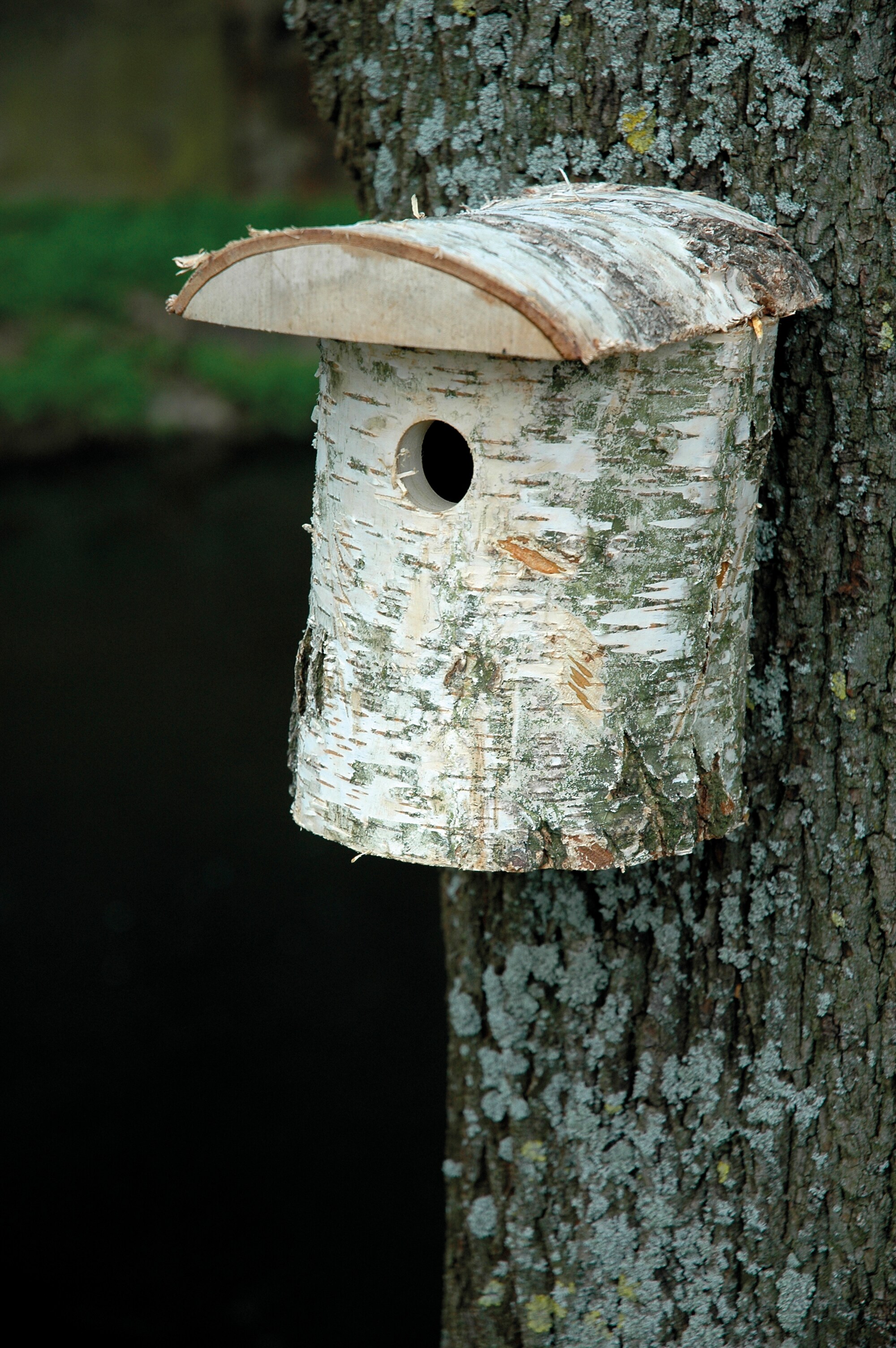 Naturbelassener Birkenholz-Nistkasten, Nisthilfe für Wildvögel, Loch Ø 32 mm, 14 x 14 x 22 cm, Birke