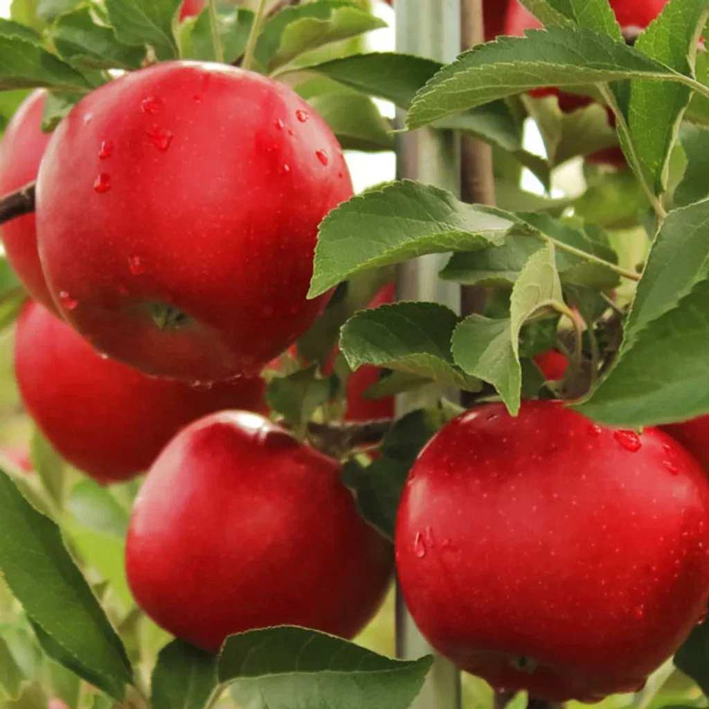 Malus domestica ’Summerred’ 10L Sommerrødt epletre - 10 liters potte Høyde 150-200 cm