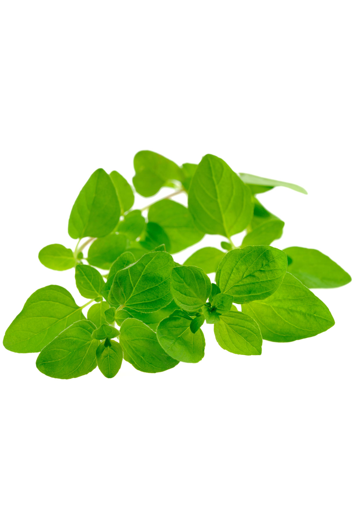Huile de marjolaine  Origanum majorana