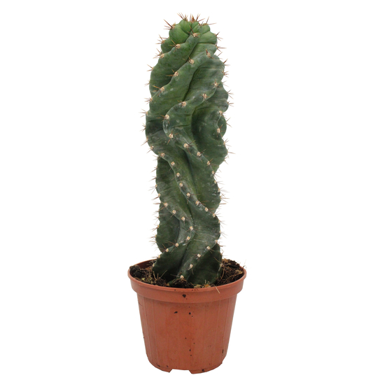Cereus Forbesii Spiralis - pot D11cm