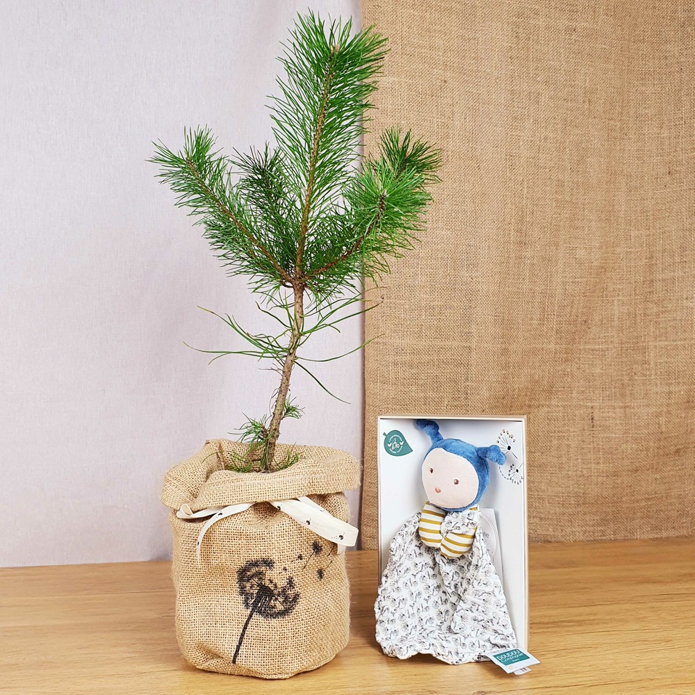 Coffret arbre de naissance, le pin et son doudou abeille bio