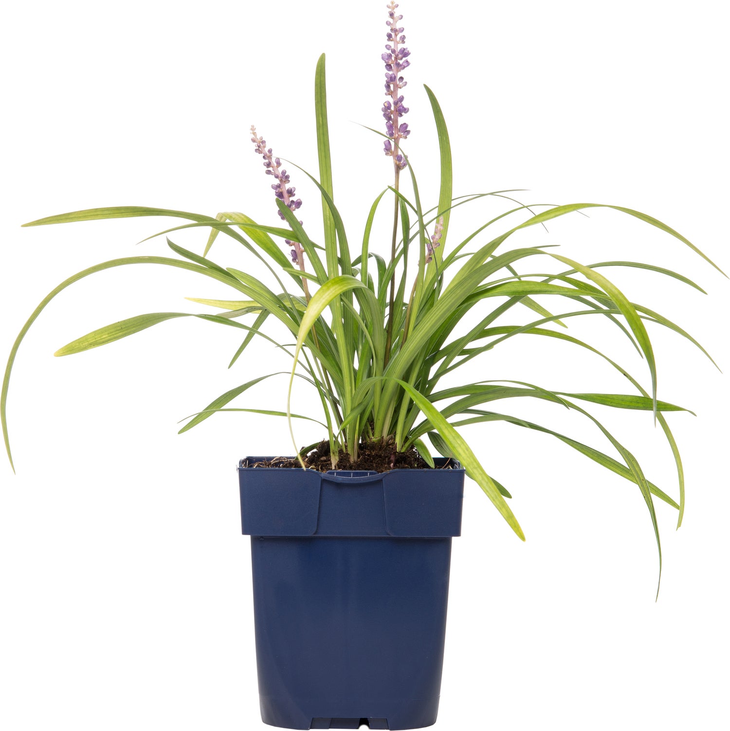 Leliegras (Liriope muscari) D 11 H 10 cm