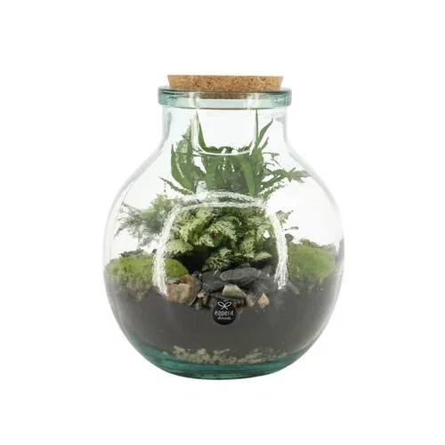 Terrarium arrangement 21cm in glas Terrarieoppsats 21 cm i glass Høyde 21 cm