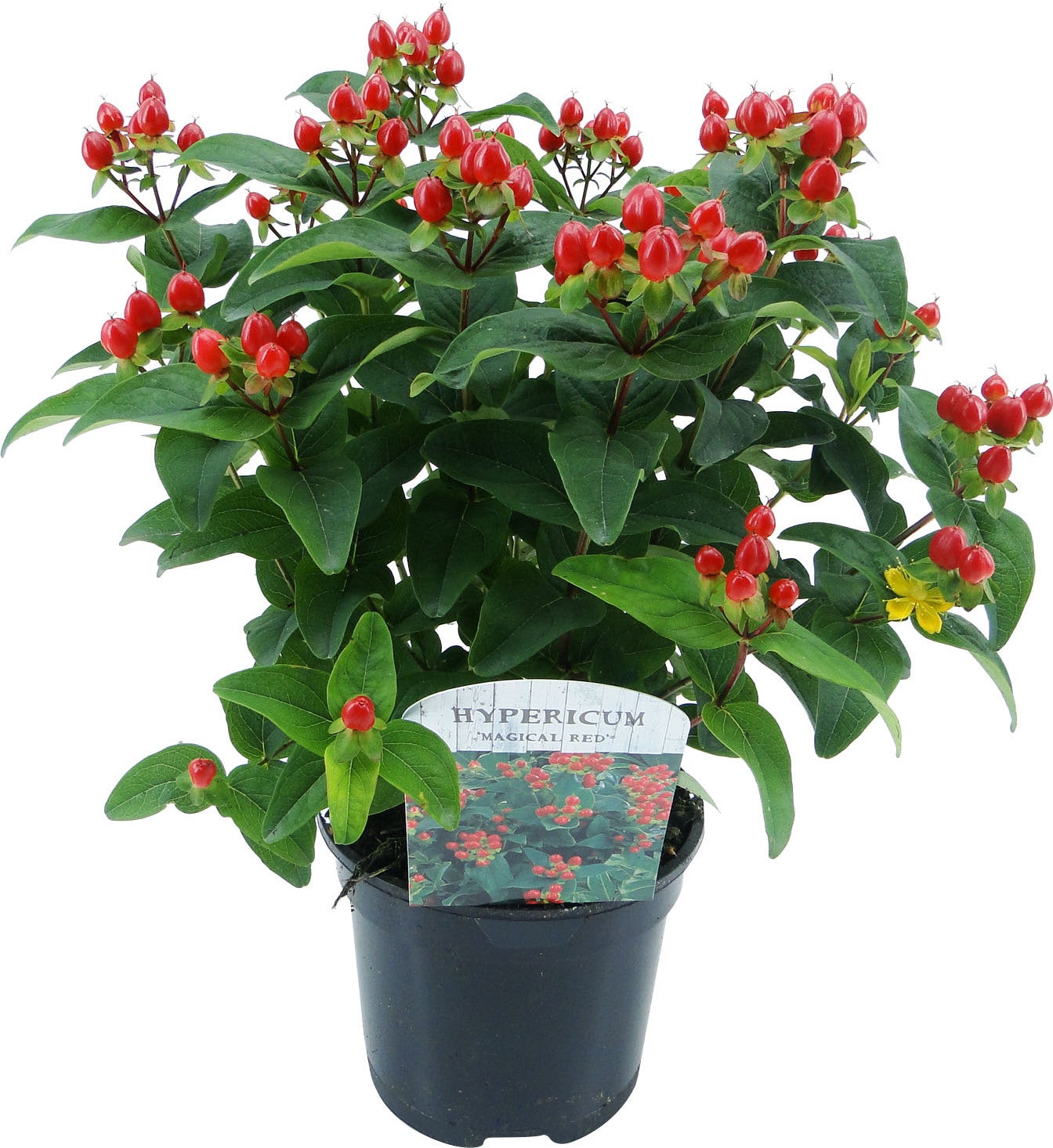 Hertshooi (Hypericum 'Magical Red') D 17 H 25 cm